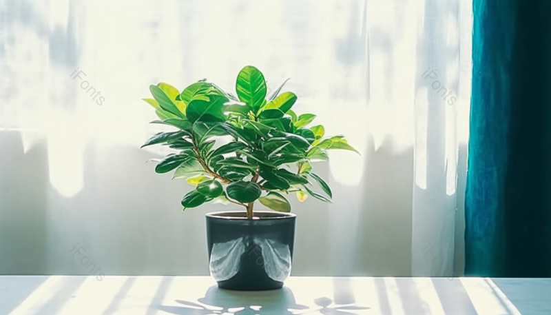 窗户上的盆栽窗台上花盆里的植物带有白色窗帘现代室内极简创意家居装饰,高清,摄影图,摄影图片,图片大全,摄影图免费下载